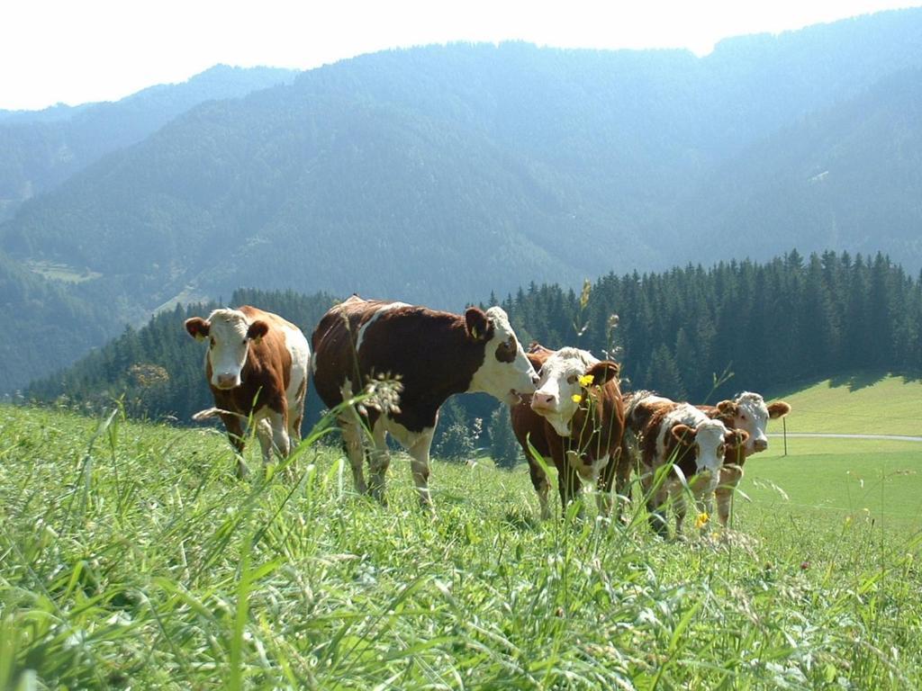 Bauernhof Marx Villa Gaal Bagian luar foto